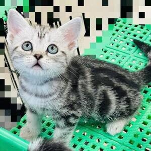 America short hair kittins WhatsApp me : +971 58 208 8241 | PostAds PH
