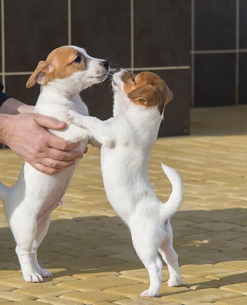 Jack Russell Terrier Puppies   WhatsApp me : +971 58 208 8241