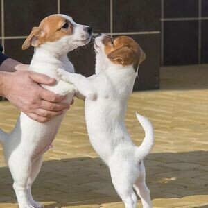 Jack Russell Terrier Puppies WhatsApp me : +971 58 208 8241 | PostAds PH