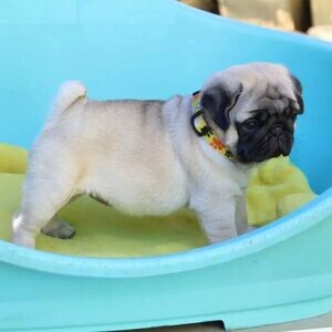Pug Puppies WhatsApp me : +971 58 208 8241 | PostAds PH