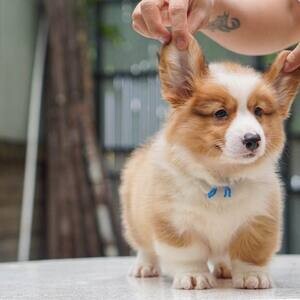 Welsh Corgi Puppies WhatsApp me : +971 58 208 8241 | PostAds PH