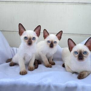 Siamese Kittens Ready WhatsApp me : +971 58 208 8241 | PostAds PH
