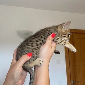 savannah kittens WhatsApp me : +971 58 208 8241 | PostAds PH