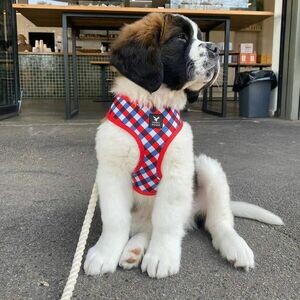 Saint Bernard Puppies WhatsApp me : +971 58 208 8241 | PostAds PH