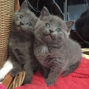 Russian Blue Kittens WhatsApp me : +971 58 208 8241 | PostAds PH