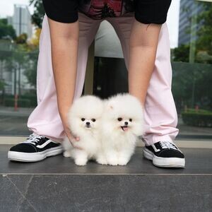 Teacup Pomeranian Puppies WhatsApp me : +971 58 208 8241 | PostAds PH