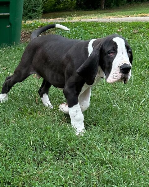  Great Dane Puppies for Adoption   WhatsApp me : +971 58 208 8241