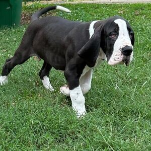 Great Dane Puppies for Adoption WhatsApp me : +971 58 208 8241 | PostAds PH