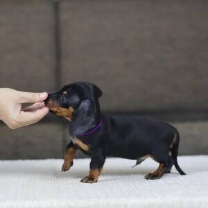 Mini dachshund puppies WhatsApp me : +971 58 208 8241 | PostAds PH