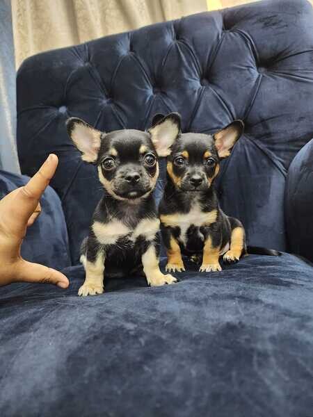   Chihuahua puppies   WhatsApp me : +971 58 208 8241