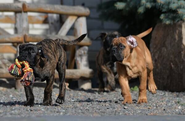   BullMastiff Puppies   WhatsApp me : +971 58 208 8241
