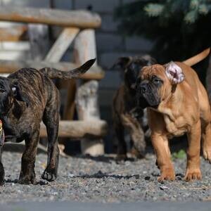 BullMastiff Puppies WhatsApp me : +971 58 208 8241 | PostAds PH