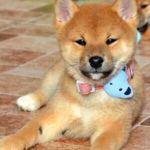 Shiba Inu Puppies Viber:(+63-9455-189-371) WhatsApp:(+63-9455-189-371) | PostAds PH
