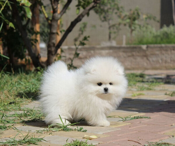 Pomeranian pups
