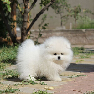 Pomeranian pups | PostAds PH