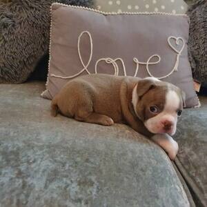 Boston Terri̇er pups | PostAds PH