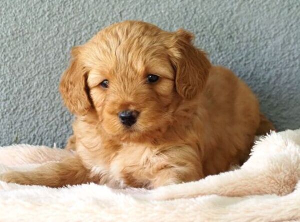 Goldendoodle Pups