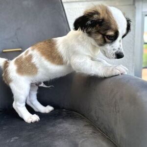 Havanese Terrier Pups | PostAds PH