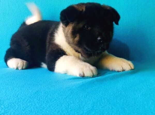 Akita pups