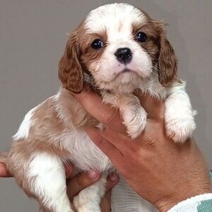 Cavalier king Charles Spaniel puppies | PostAds PH