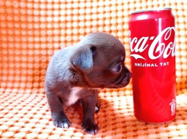Chihuahua Pups