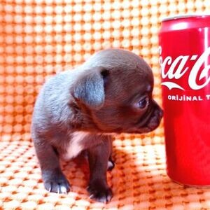 Chihuahua Pups | PostAds PH