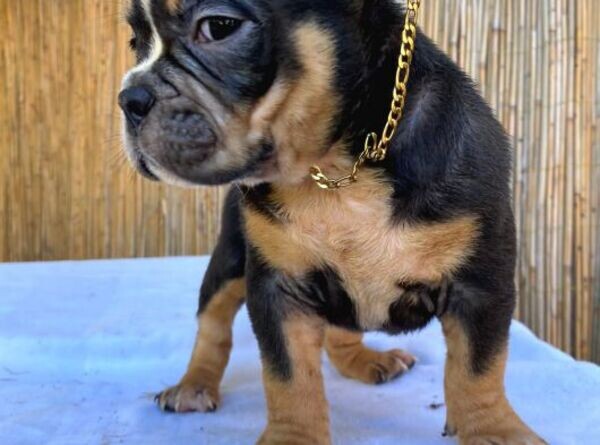 Exotic Bully Pups