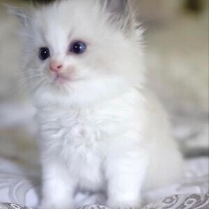 Home Raised Ragdoll Kittens | PostAds PH