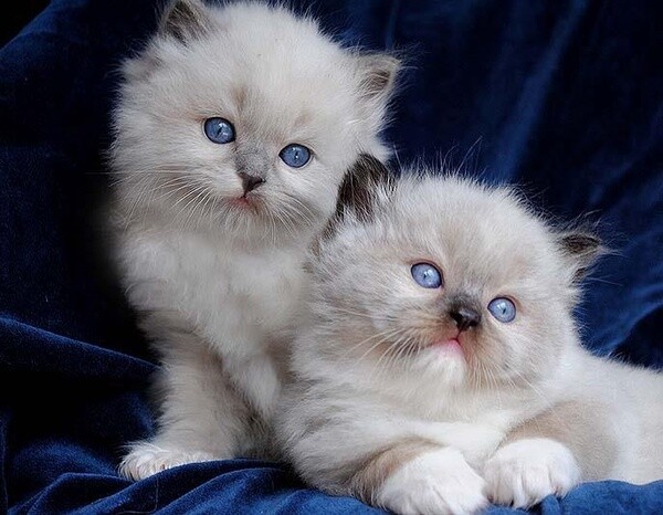 Cute Raised Ragdoll Kittens available
