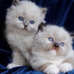Cute Raised Ragdoll Kittens available | PostAds PH