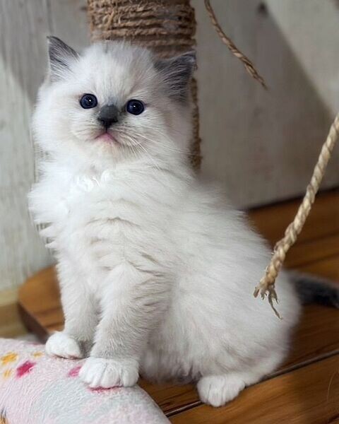 Kindly Raised Ragdoll Kittens available