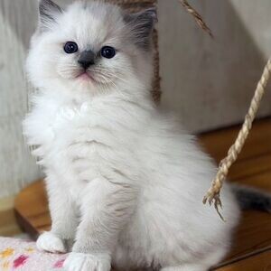 Kindly Raised Ragdoll Kittens available | PostAds PH