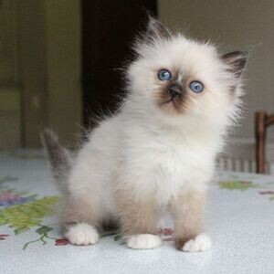 3 Kindly Raised Ragdoll Kittens available | PostAds PH
