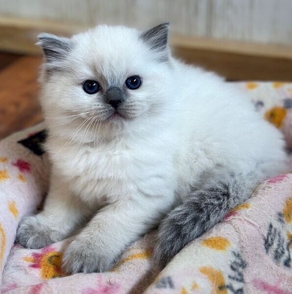 Adorable Raised Ragdoll Kittens available