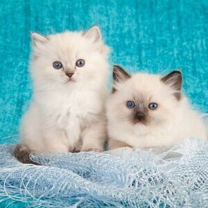 Wonderful and cute Raised Ragdoll Kittens available | PostAds PH