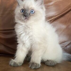 Cute and perfect Raised Ragdoll Kittens available | PostAds PH