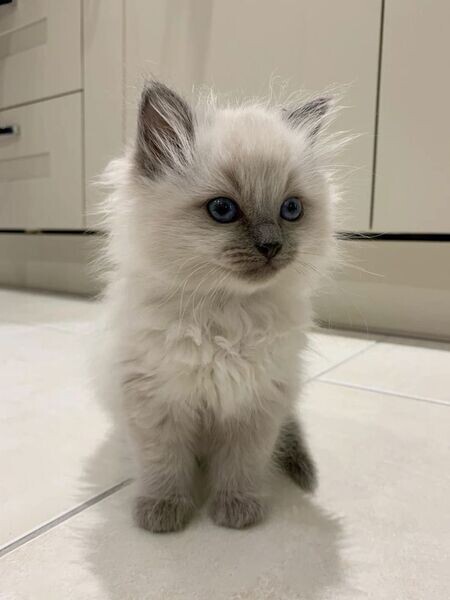 Coming home Raised Ragdoll Kittens available