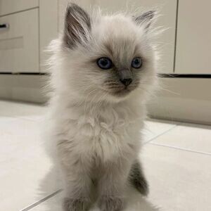 Coming home Raised Ragdoll Kittens available | PostAds PH