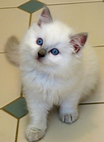 Rehome Raised Ragdoll Kittens available