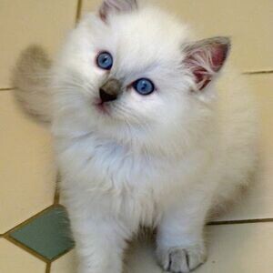 Rehome Raised Ragdoll Kittens available | PostAds PH
