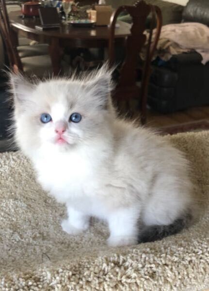 3 Lovely Raised Ragdoll Kittens available