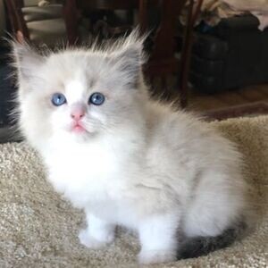 3 Lovely Raised Ragdoll Kittens available | PostAds PH