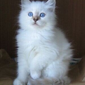 Beautiful Raised Ragdoll Kittens | PostAds PH