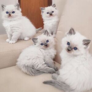 Very cute Raised Ragdoll Kittens available | PostAds PH