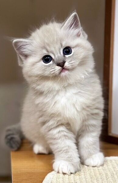 Playful Raised Ragdoll Kittens available