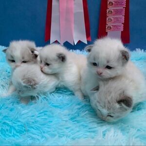 Gorgeous Raised Ragdoll Kittens available | PostAds PH