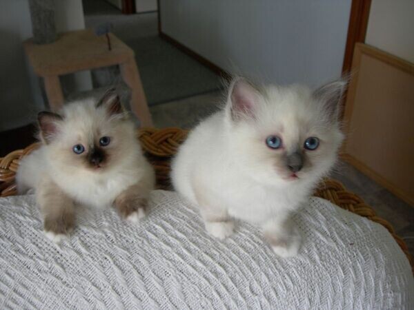 Looking Raised Ragdoll Kittens available