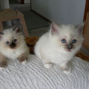 Socialized Raised Ragdoll Kittens available | PostAds PH