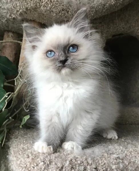 Adoption Raised Ragdoll Kittens available
