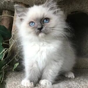 Adoption Raised Ragdoll Kittens available | PostAds PH